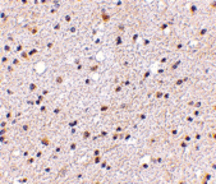 CADPS Antibody - BSA Free