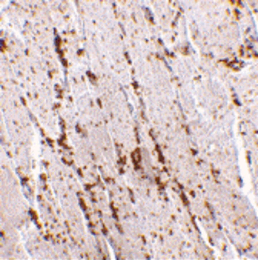 LIMPII/SR-B2 Antibody - BSA Free