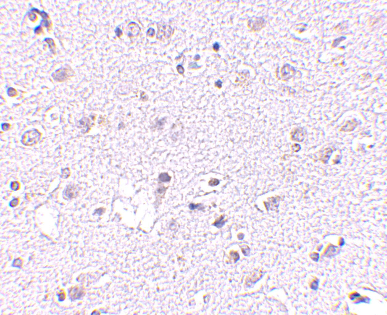 Lass5 Antibody - BSA Free