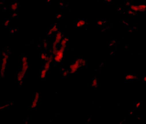 Borealin Antibody - BSA Free