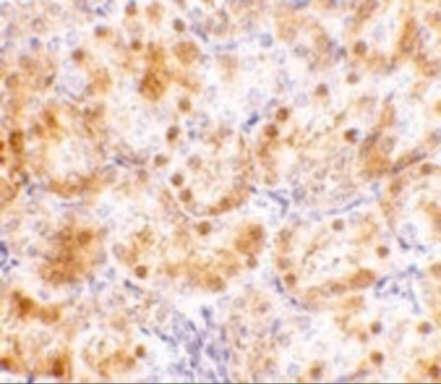 Neudesin Antibody - BSA Free