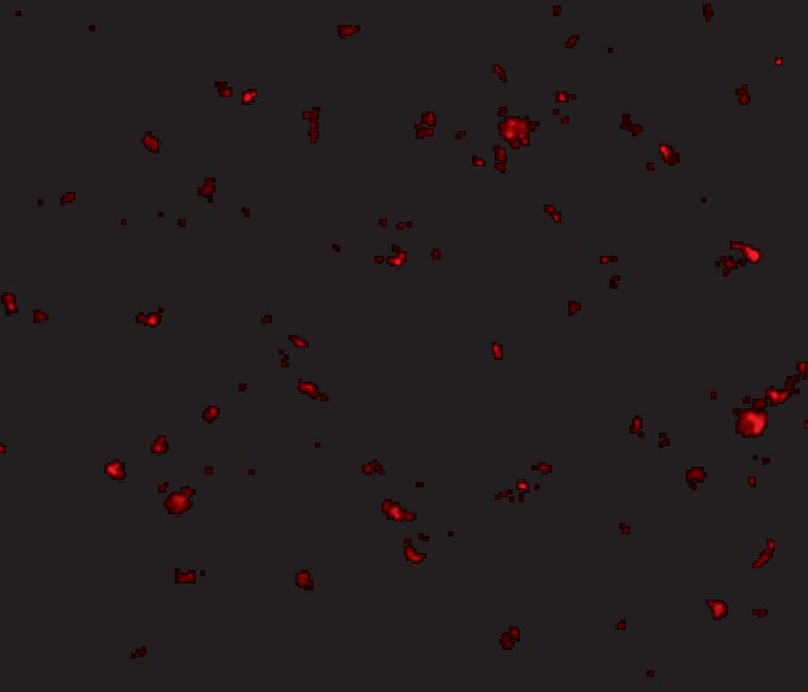 AAK1 Antibody - BSA Free