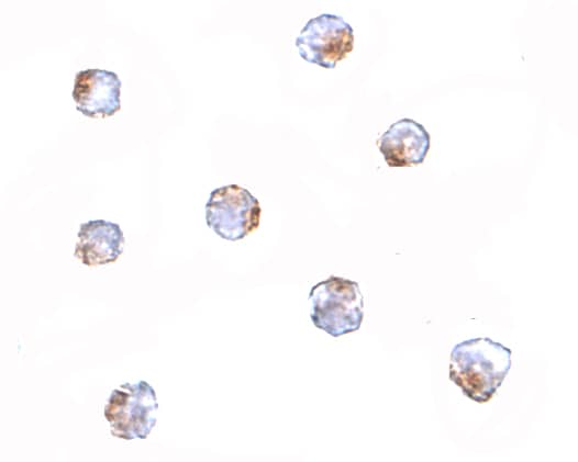 AAK1 Antibody - BSA Free