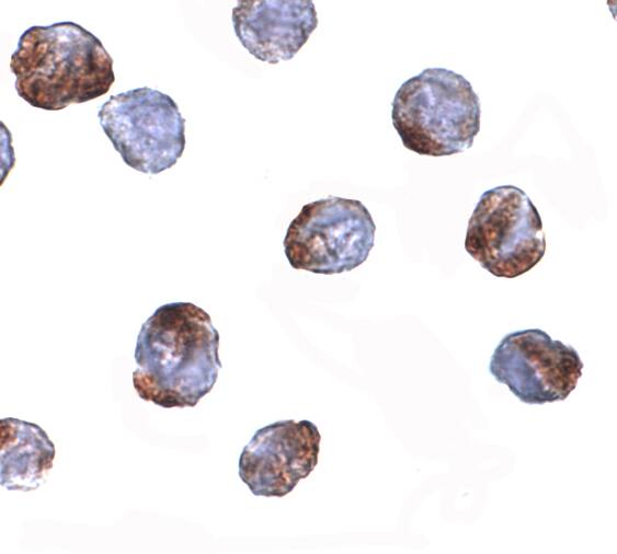 METTL7A Antibody - BSA Free