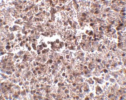 METTL7B Antibody - BSA Free