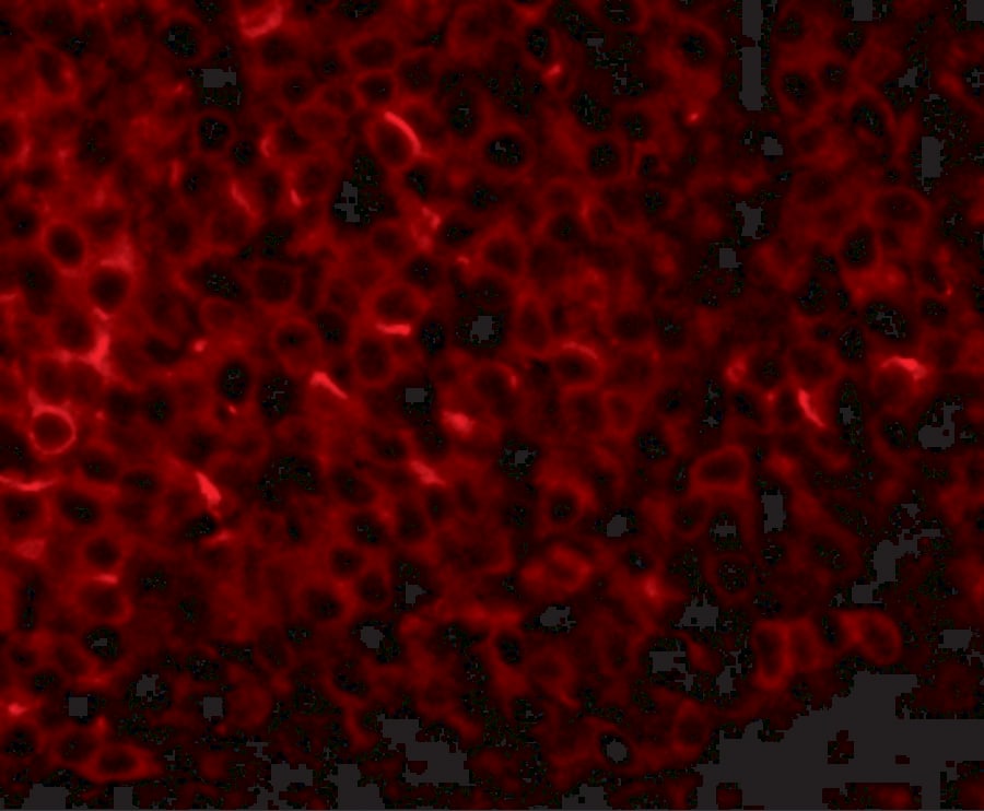 PIGY Antibody - BSA Free