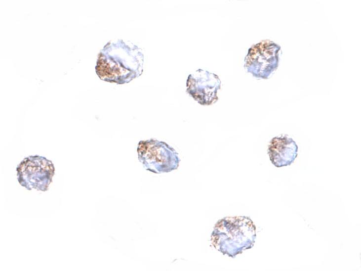 KLRA1 Antibody - BSA Free