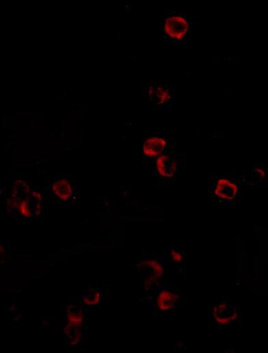 KLRA1 Antibody - BSA Free