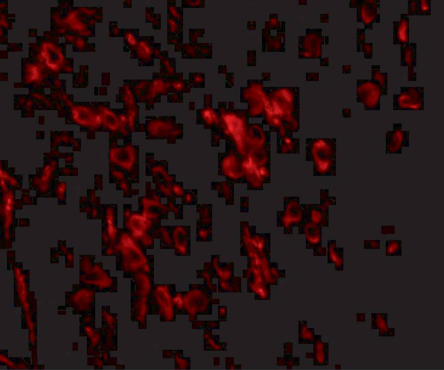 SALM2/LRFN1 Antibody - BSA Free
