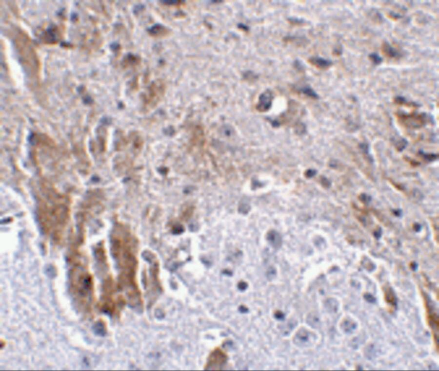 SALM2/LRFN1 Antibody - BSA Free