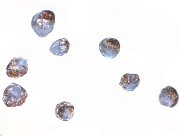 ZBED2 Antibody - BSA Free