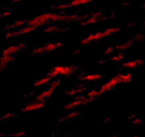 Matrilin-1 Antibody - BSA Free