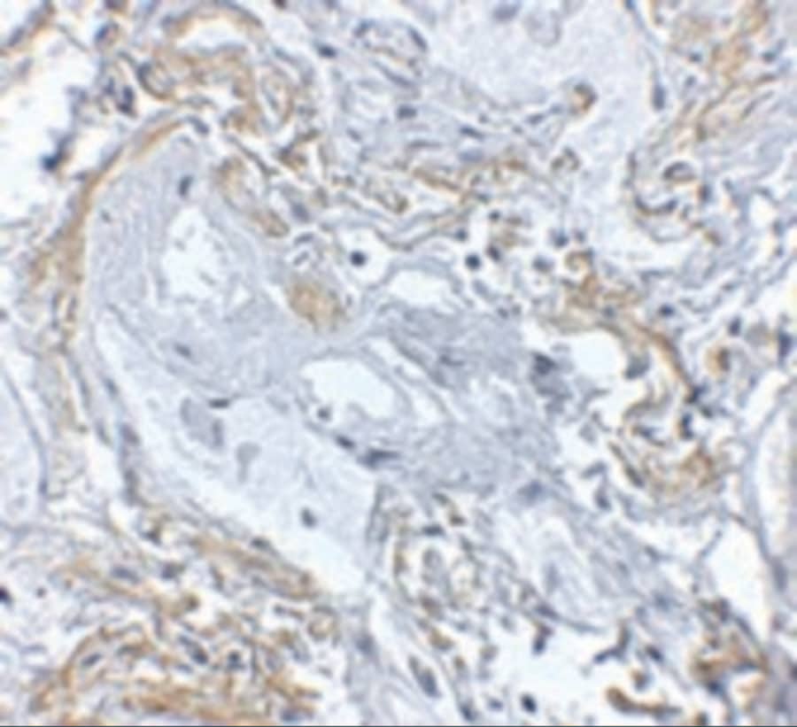 A20/TNFAIP3 Antibody - BSA Free
