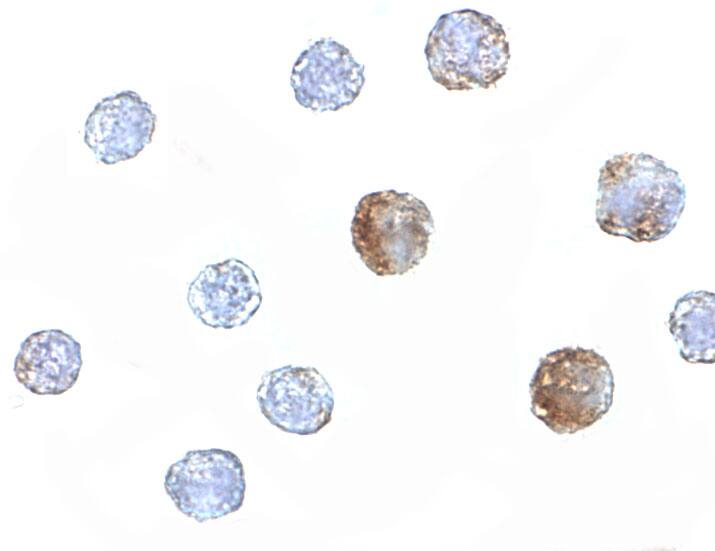 ST3GAL6 Antibody - BSA Free