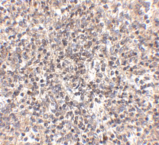 R-Spondin 1 Antibody - BSA Free