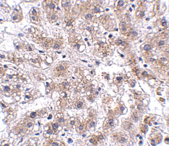 AFAP1L2 Antibody - BSA Free