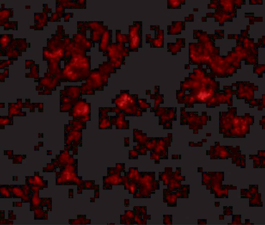 THEM4 Antibody - BSA Free