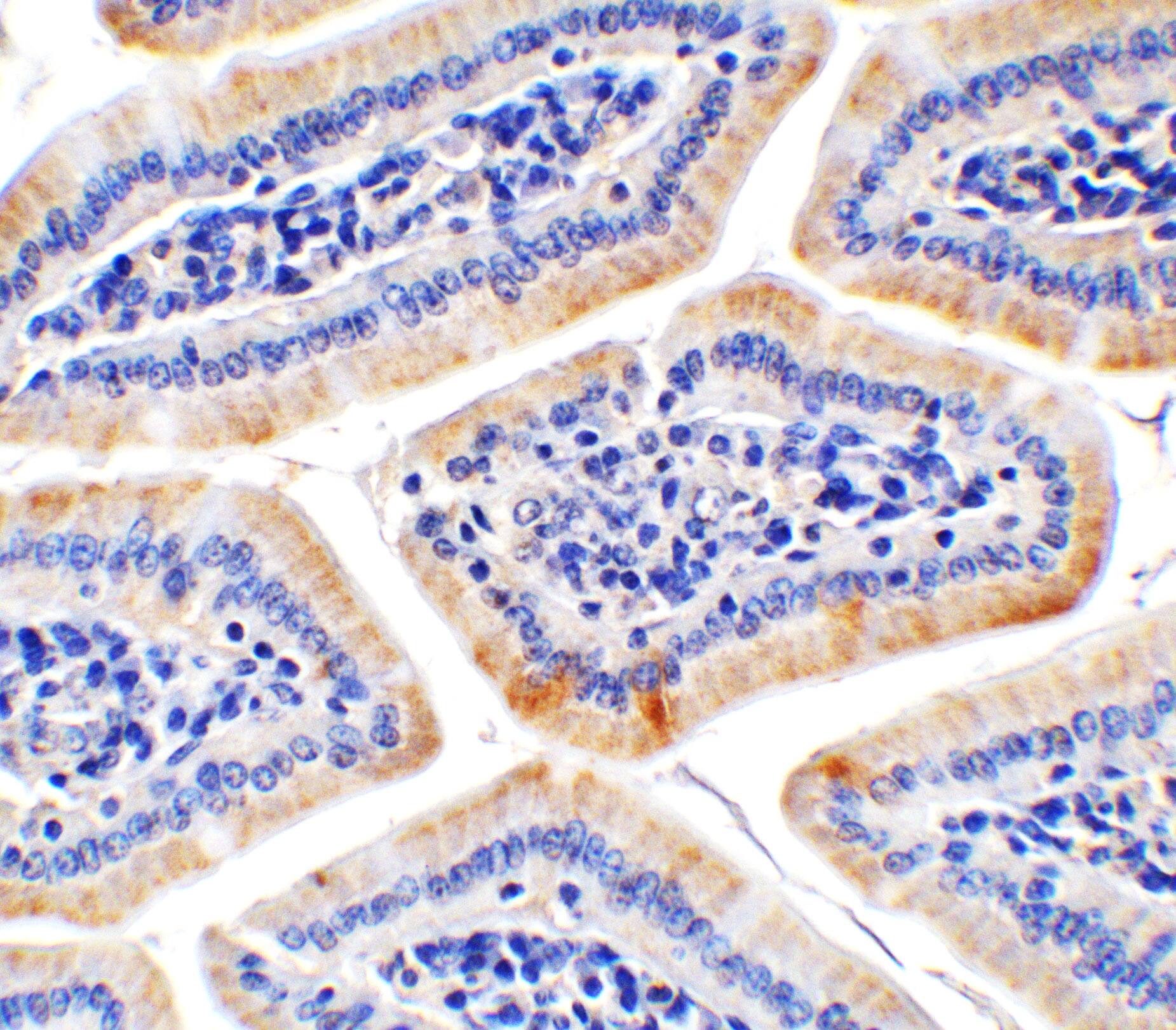 HAAO Antibody - BSA Free