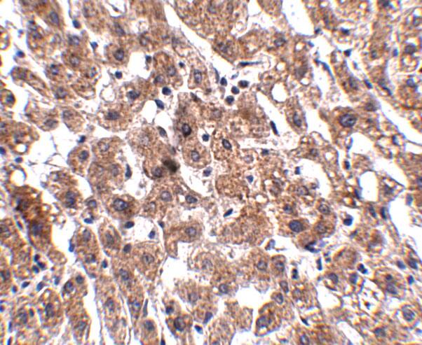 HAAO Antibody - BSA Free