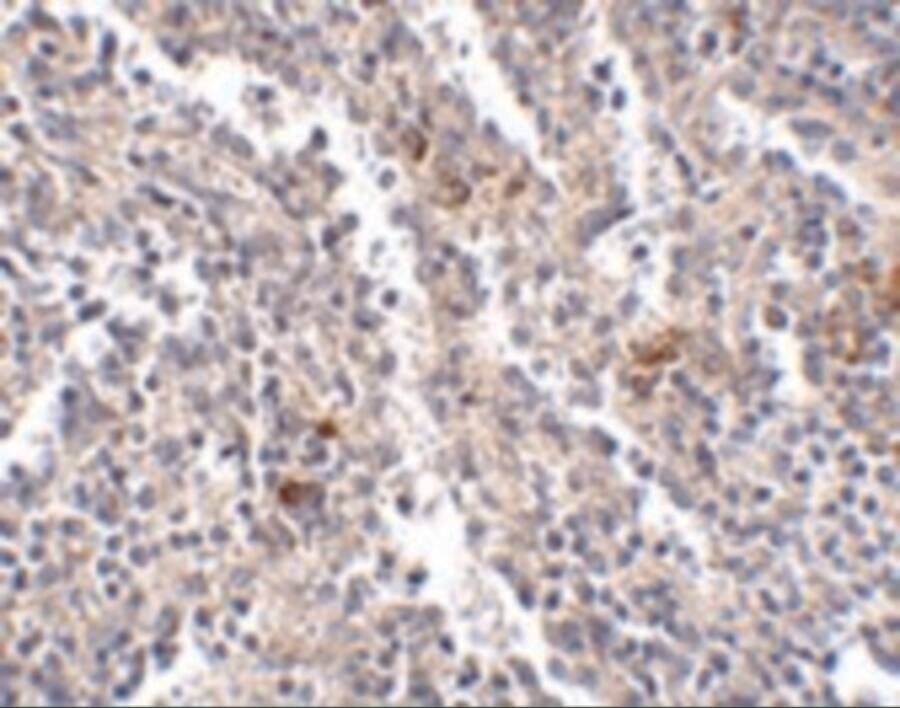 SYPL2 Antibody - BSA Free