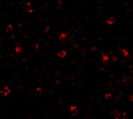 IRGC Antibody - BSA Free