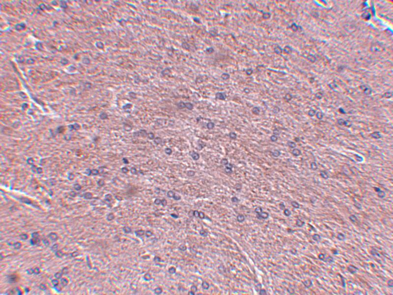 ProSAPiP1 Antibody - BSA Free