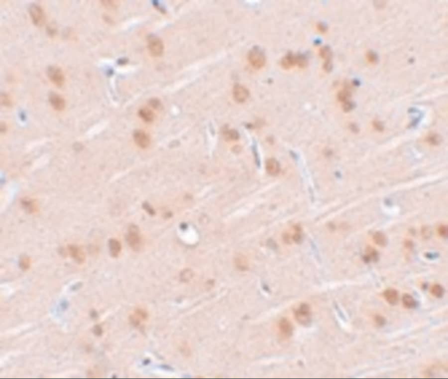 Synaptogyrin 1 Antibody - BSA Free