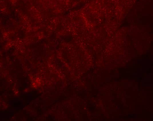 RANBP10 Antibody - BSA Free