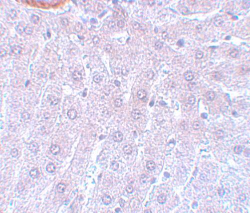 Cdc27 Antibody - BSA Free