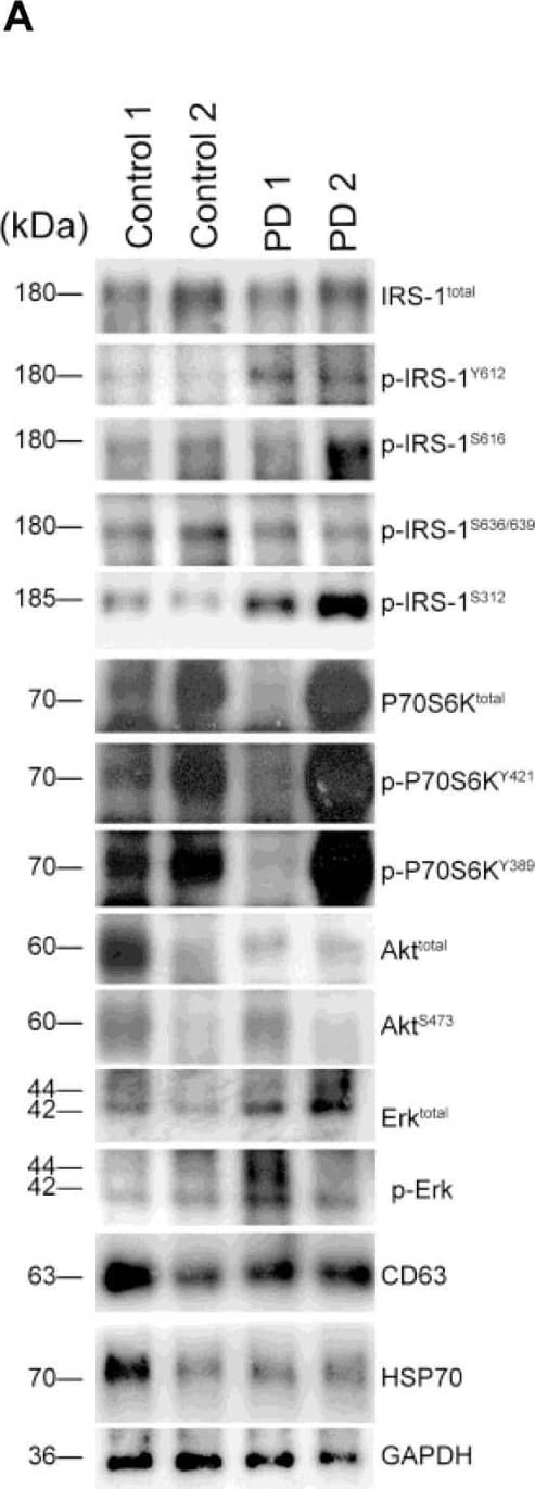 HSP70/HSPA1A Antibody - BSA Free