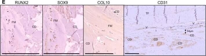 RUNX2/CBFA1 Antibody - BSA Free