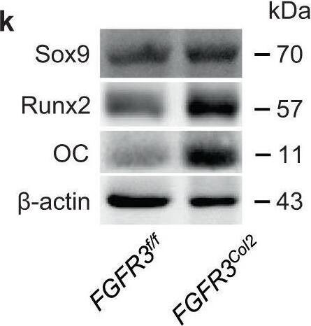 RUNX2/CBFA1 Antibody - BSA Free