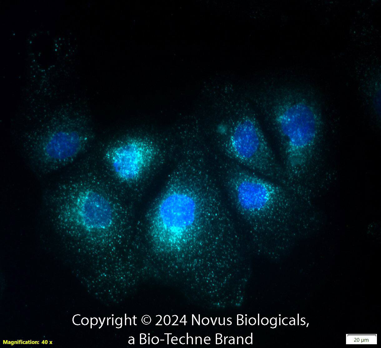 A20/TNFAIP3 Antibody (59A426) [Alexa Fluor® 647]