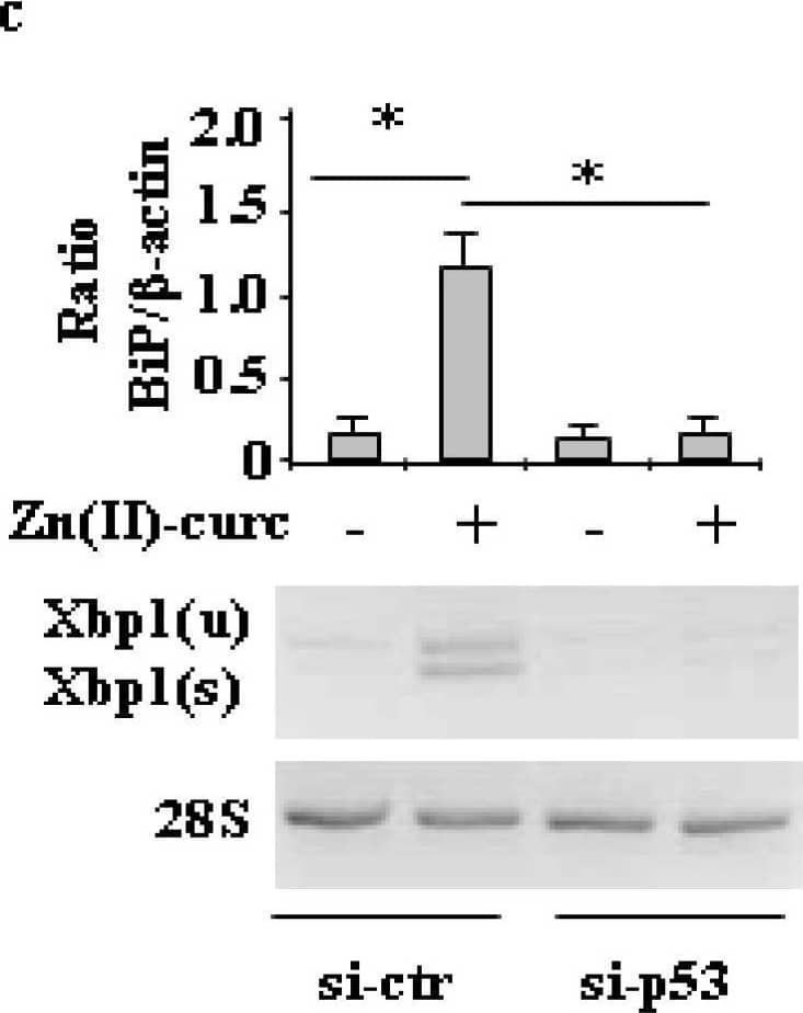 XBP1 Antibody - BSA Free
