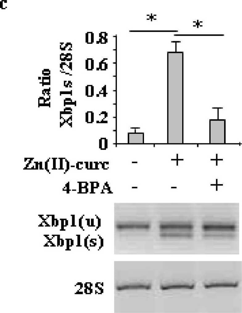 XBP1 Antibody - BSA Free