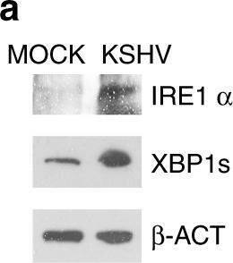 XBP1 Antibody - BSA Free