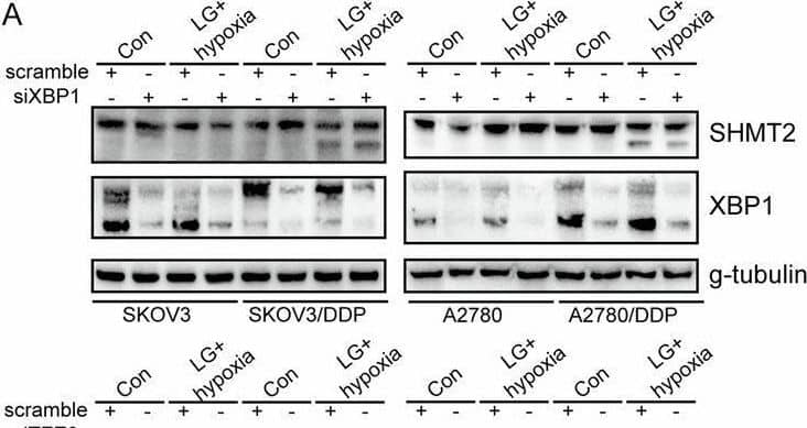 XBP1 Antibody - BSA Free