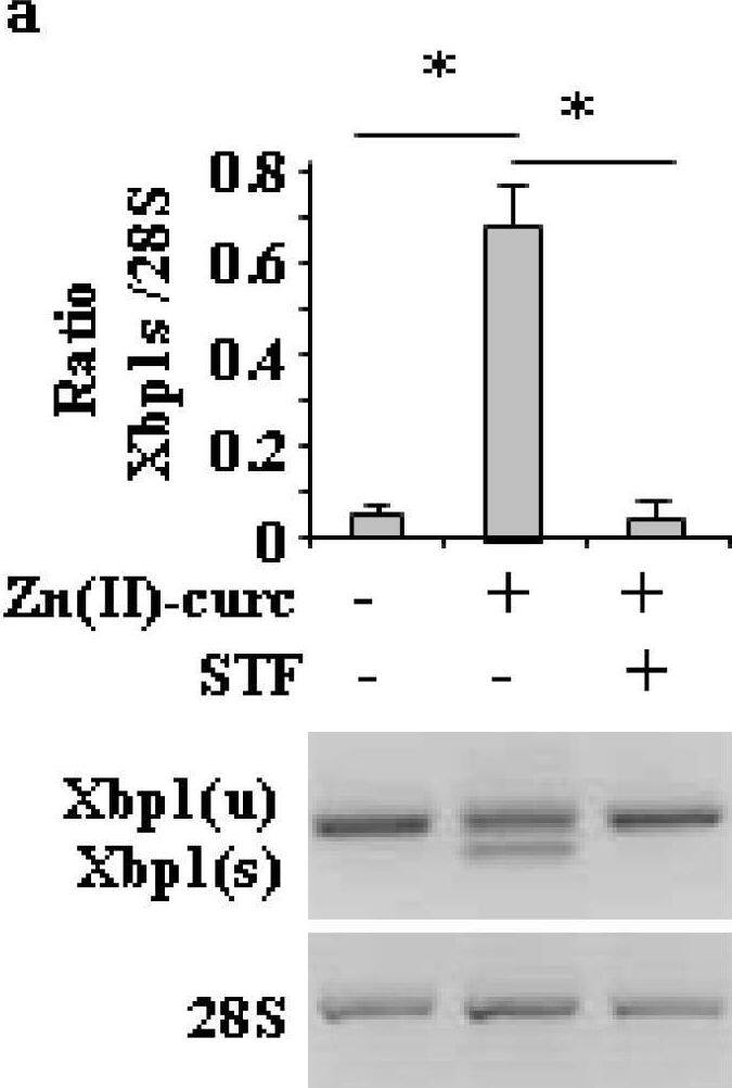 XBP1 Antibody - BSA Free