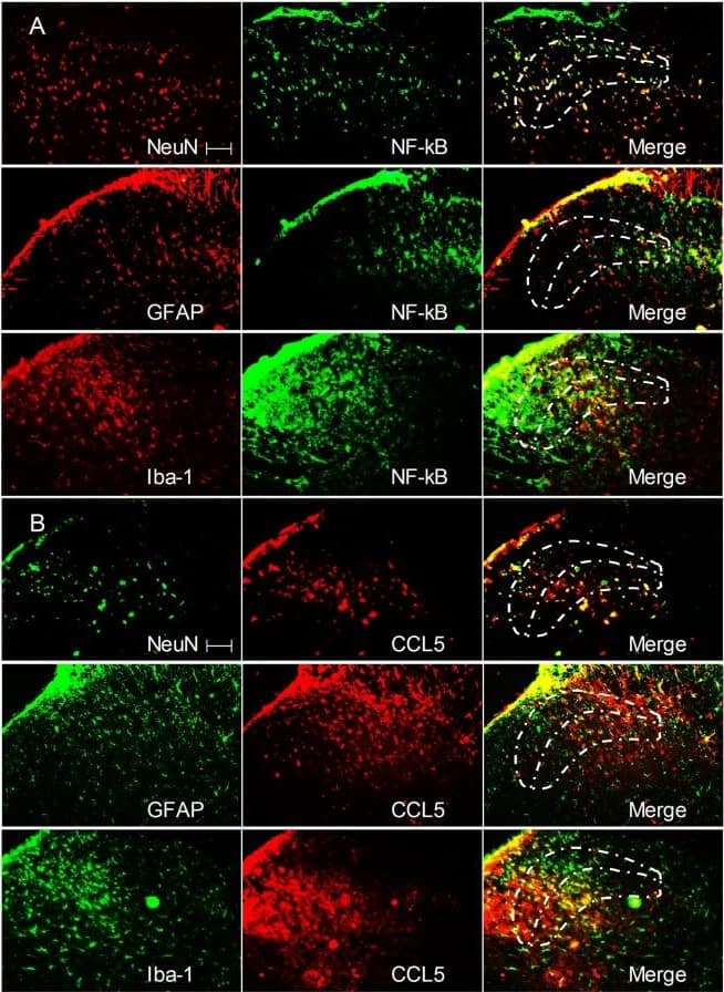 RBFOX3/NeuN Antibody - BSA Free