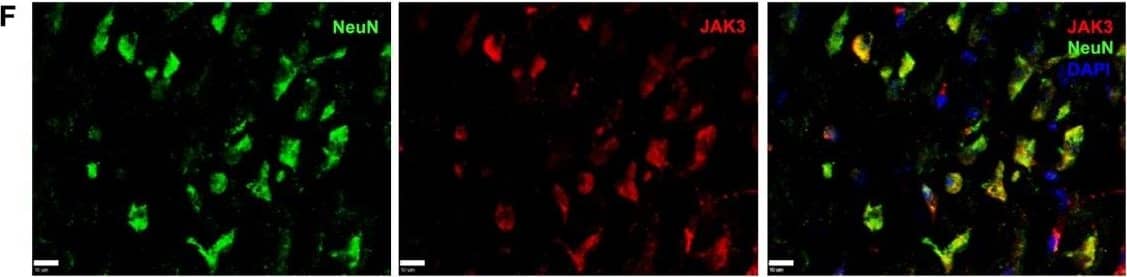 RBFOX3/NeuN Antibody - BSA Free