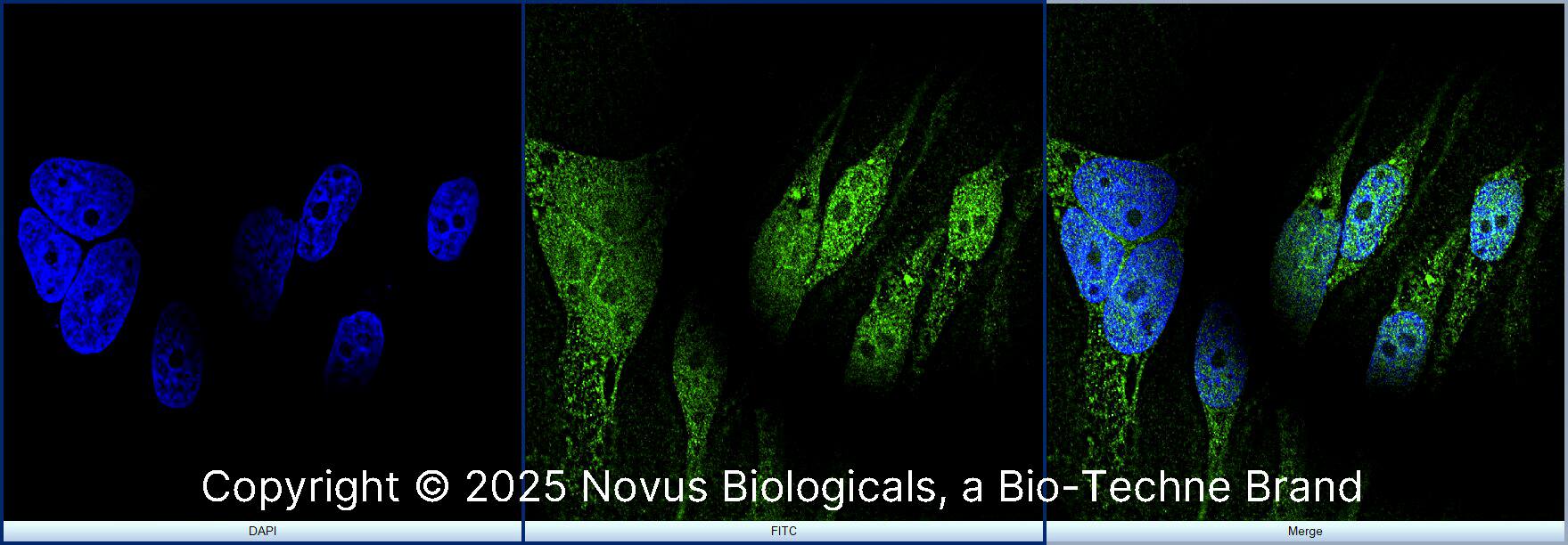 RBFOX3/NeuN Antibody [Alexa Fluor® 488]