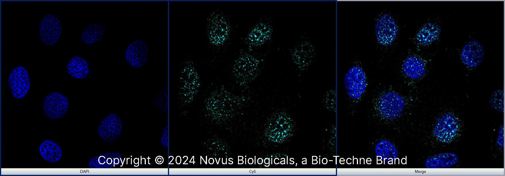 RBFOX3/NeuN Antibody [Alexa Fluor® 647]