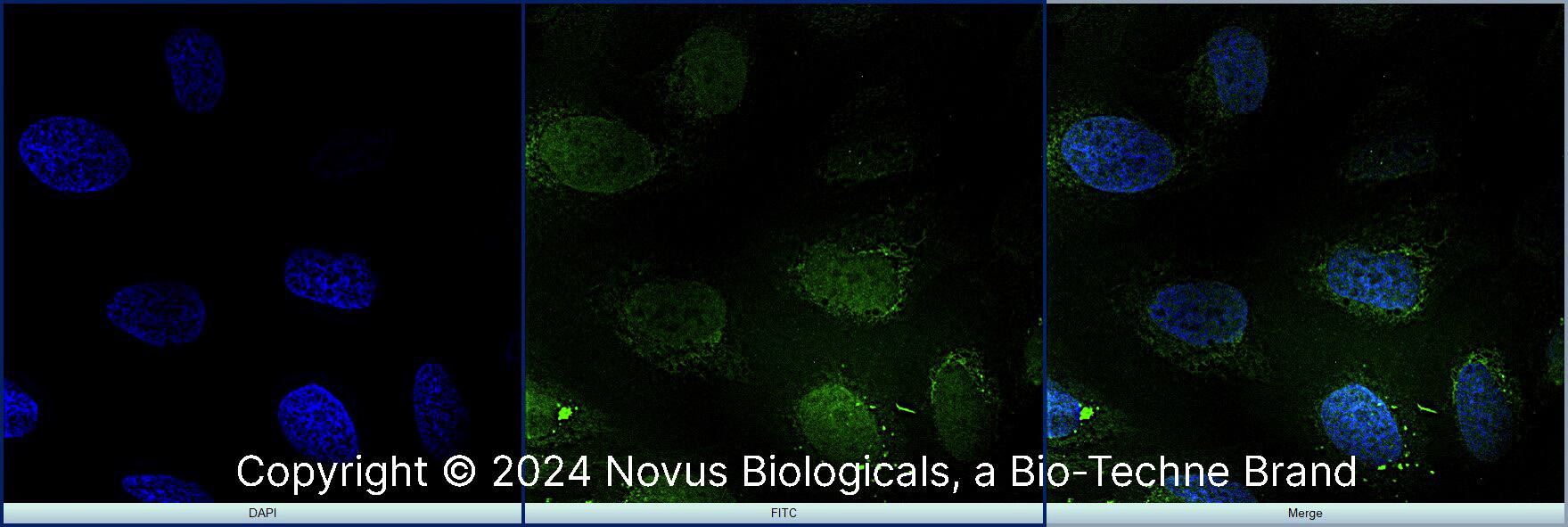 RBFOX3/NeuN Antibody [FITC]