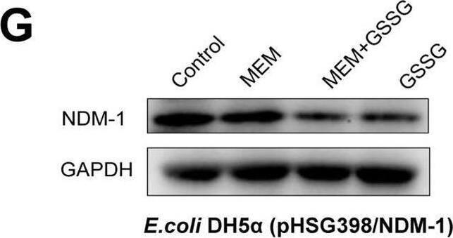 NDM-1 Antibody - BSA Free