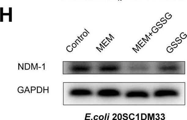 NDM-1 Antibody - BSA Free