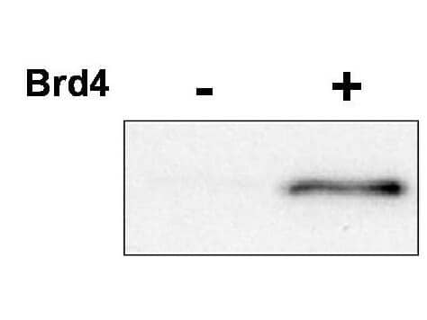 Cdk9 [p Thr29] Antibody
