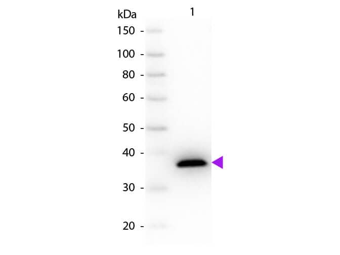 MDH1 Antibody