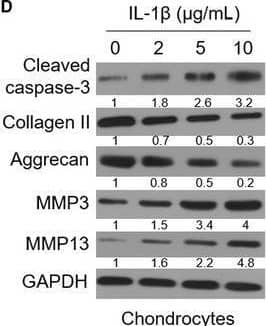 Collagen II Antibody - BSA Free