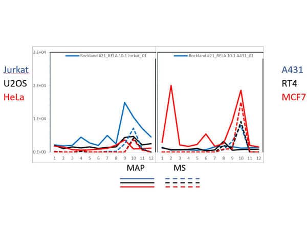 RelA/NFkB p65 Antibody (27F9.G4)