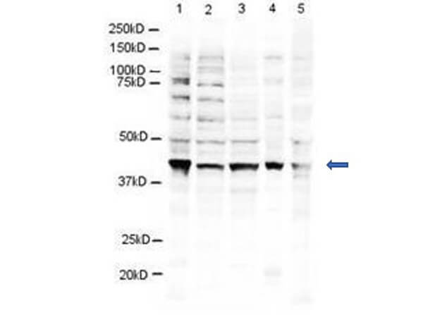 RNF2 Antibody